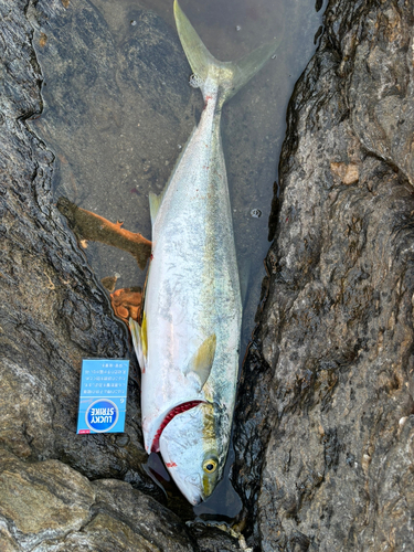 ハマチの釣果