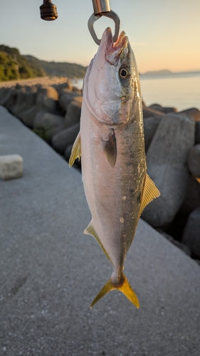 ハマチの釣果