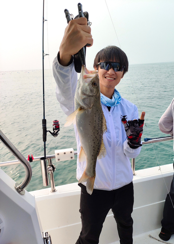 タイリクスズキの釣果