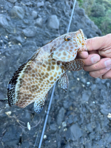 オオモンハタの釣果