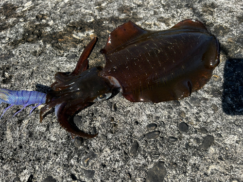 田野浦漁港