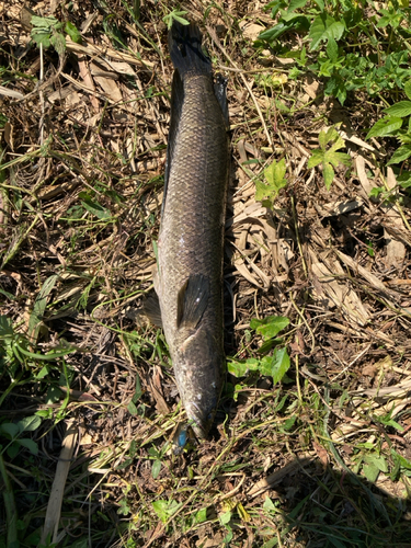 ライギョの釣果