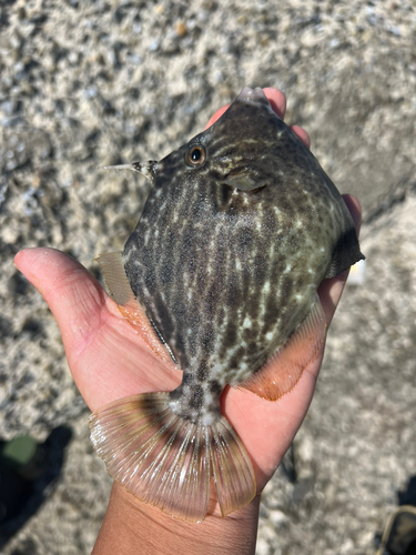 カワハギの釣果