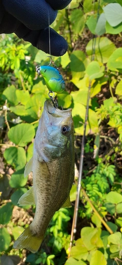 ブラックバスの釣果