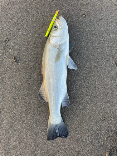 フッコ（ヒラスズキ）の釣果