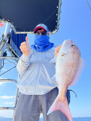 ヨコスジフエダイの釣果