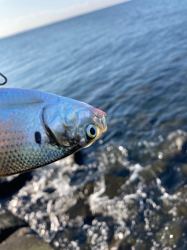 コノシロの釣果