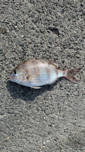 ウミタナゴの釣果