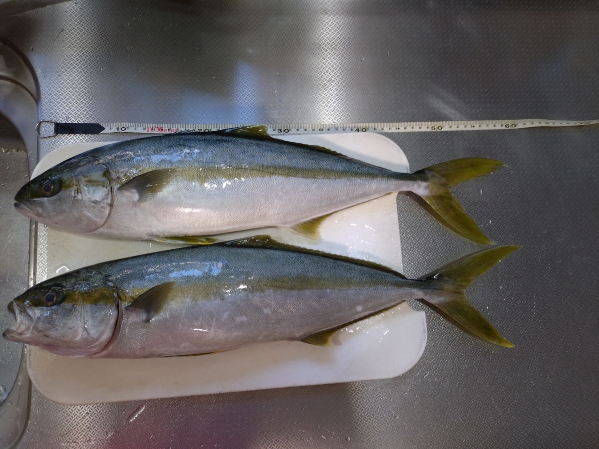 トムスカさんの釣果 3枚目の画像