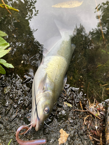 アメリカナマズの釣果