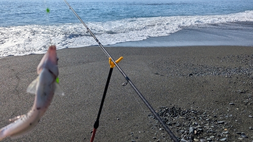 キュウセンの釣果