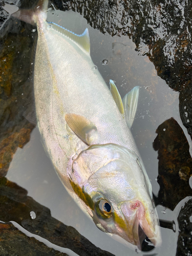 カンパチの釣果