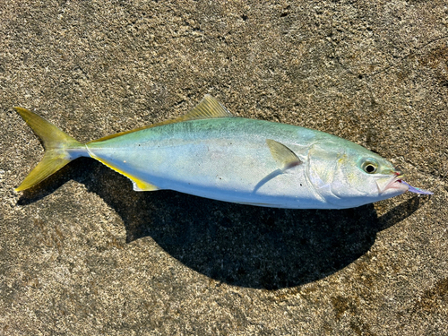 ワカシの釣果