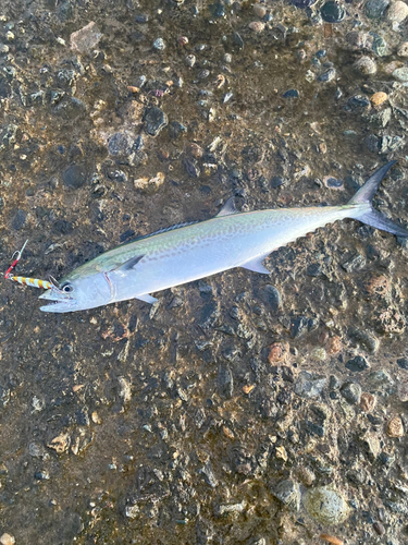 サゴシの釣果