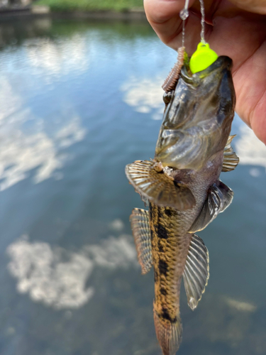 ウロハゼの釣果