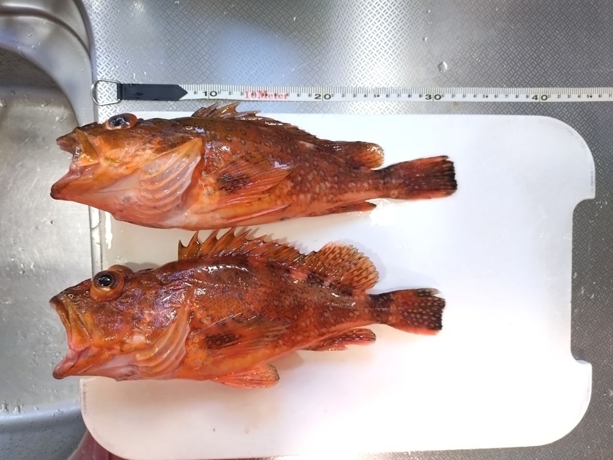 トムスカさんの釣果 1枚目の画像