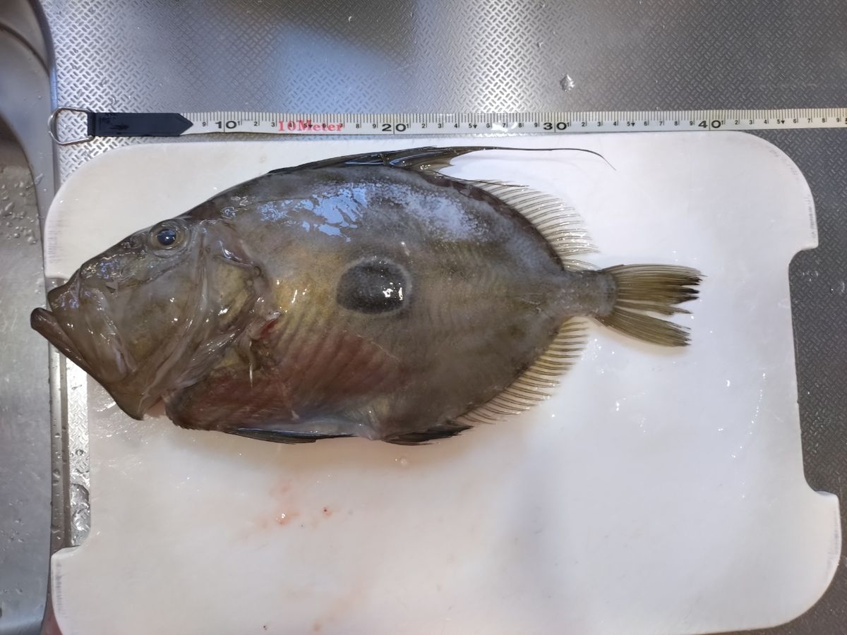 トムスカさんの釣果 2枚目の画像