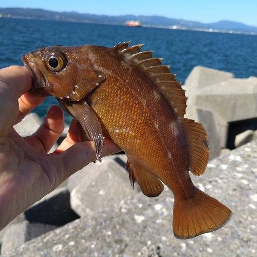 ガヤの釣果