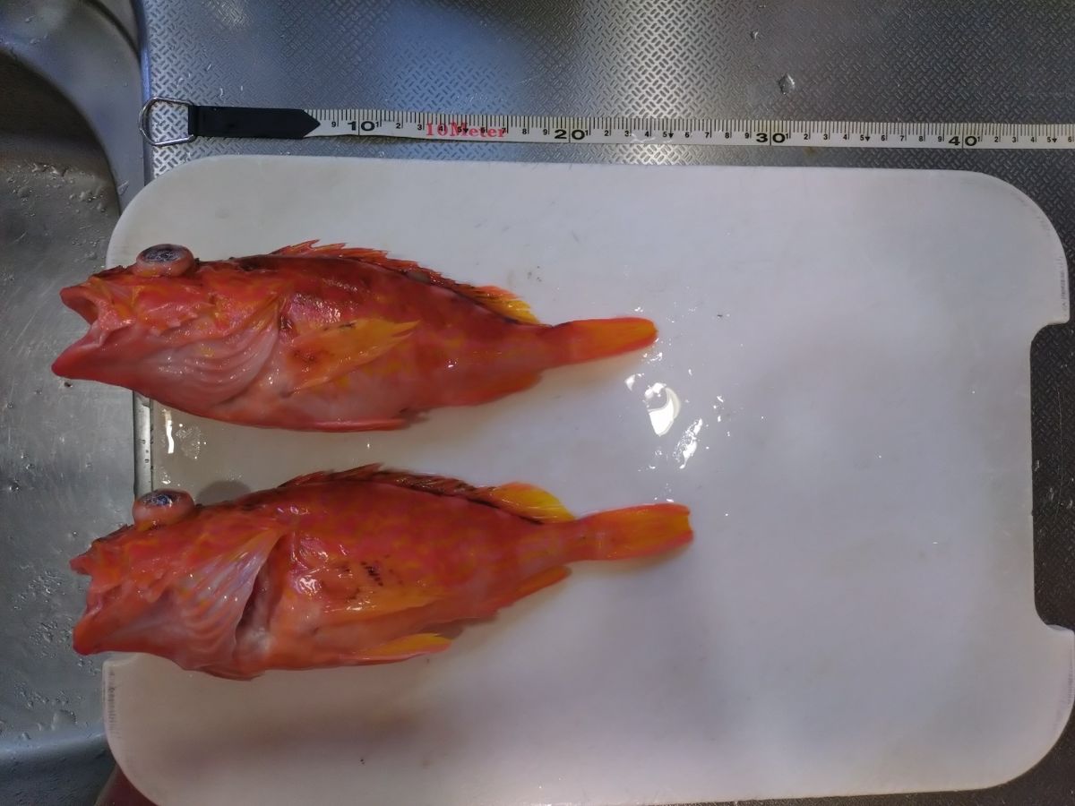 トムスカさんの釣果 1枚目の画像