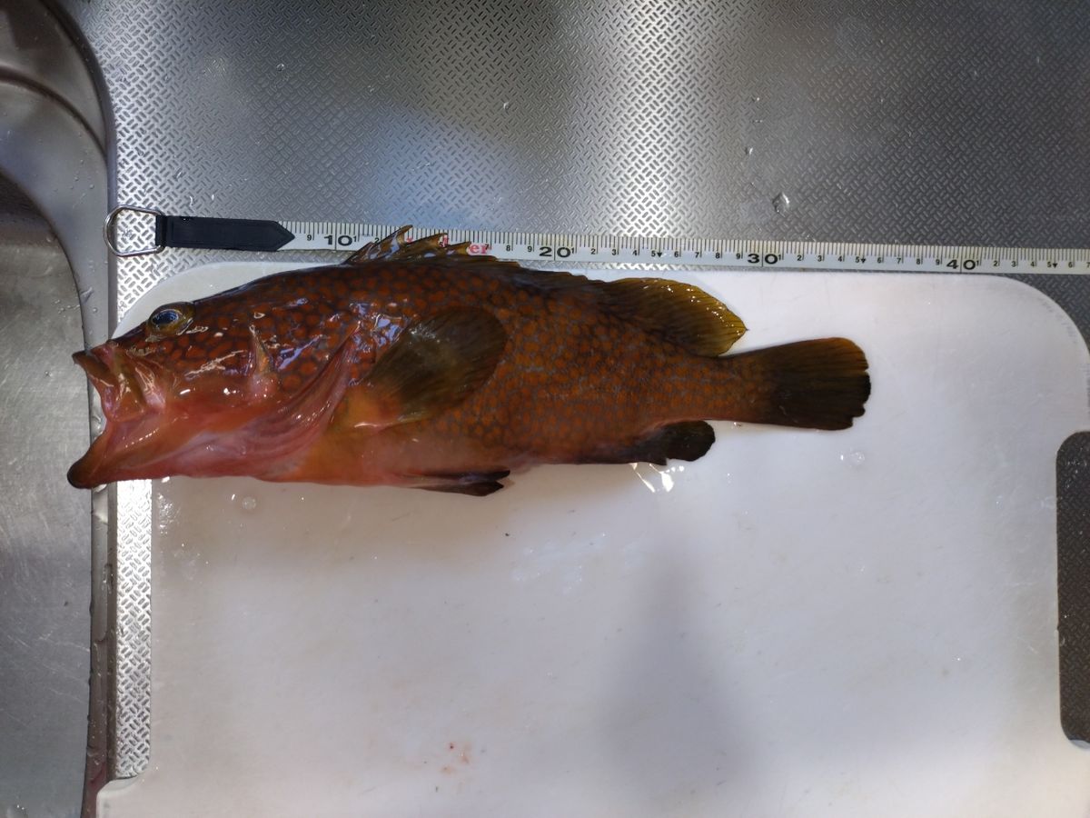 トムスカさんの釣果 1枚目の画像