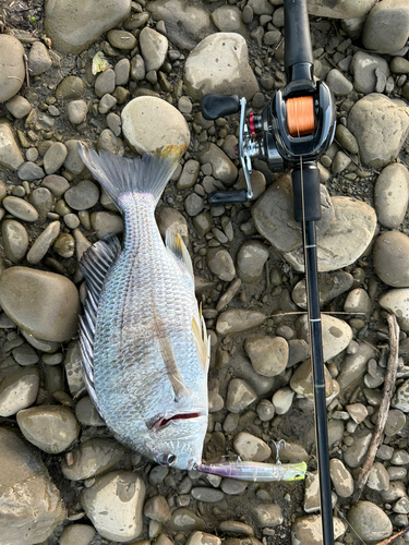 スズキの釣果