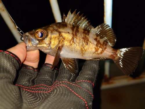 メバルの釣果