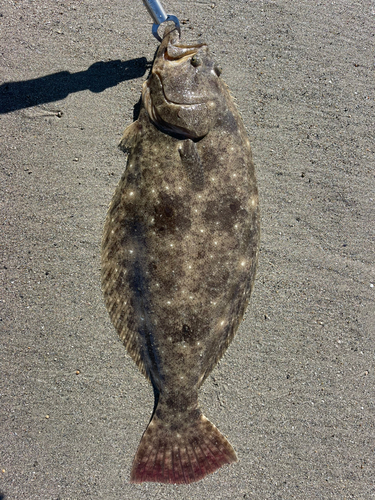 ヒラメの釣果