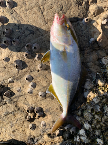 ショゴの釣果