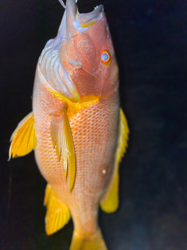 シブダイの釣果