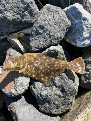 ヒラメの釣果