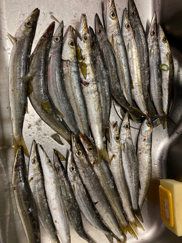 カマスの釣果