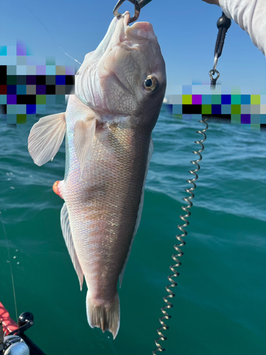 シロアマダイの釣果