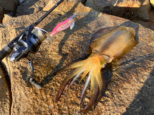 カンパチの釣果