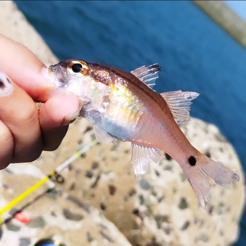 ネンブツダイの釣果