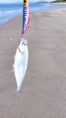 イケカツオの釣果