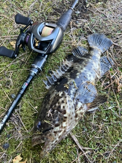 ヤイトハタの釣果