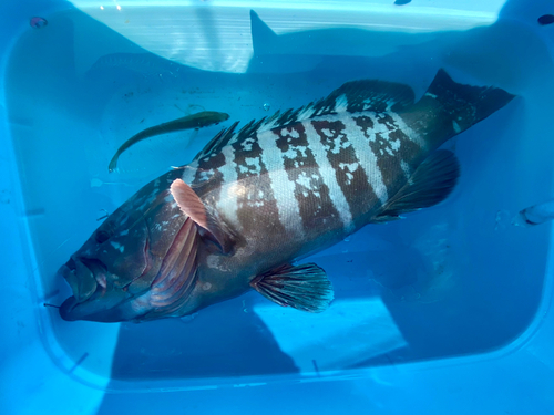 マハタの釣果