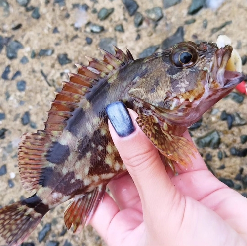 カサゴの釣果