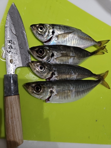 アジの釣果