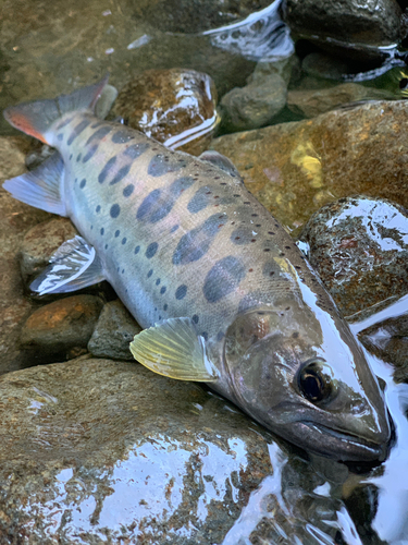 アマゴの釣果