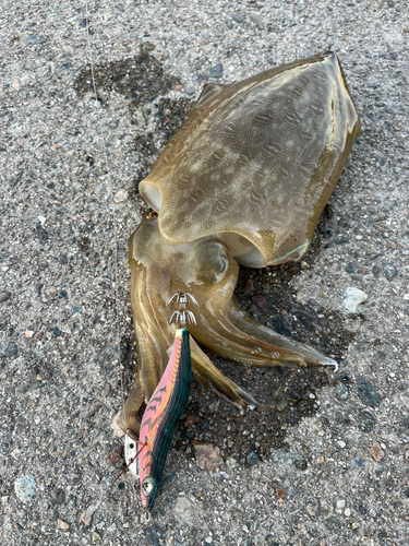 コウイカの釣果