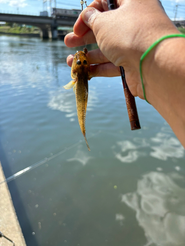 マハゼの釣果