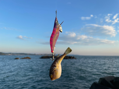 クサフグの釣果