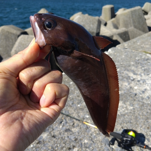 ドンコの釣果