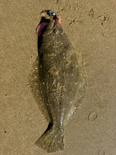 ヒラメの釣果