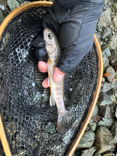 イワナの釣果