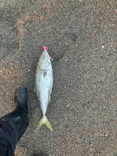 イナダの釣果