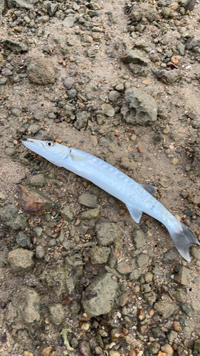 カマスの釣果