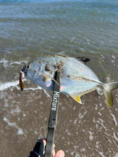 メッキの釣果