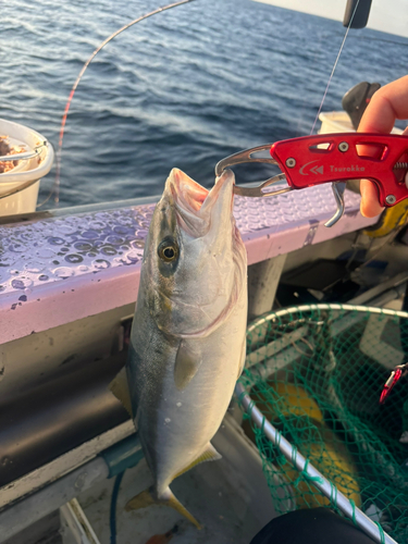 ワラサの釣果